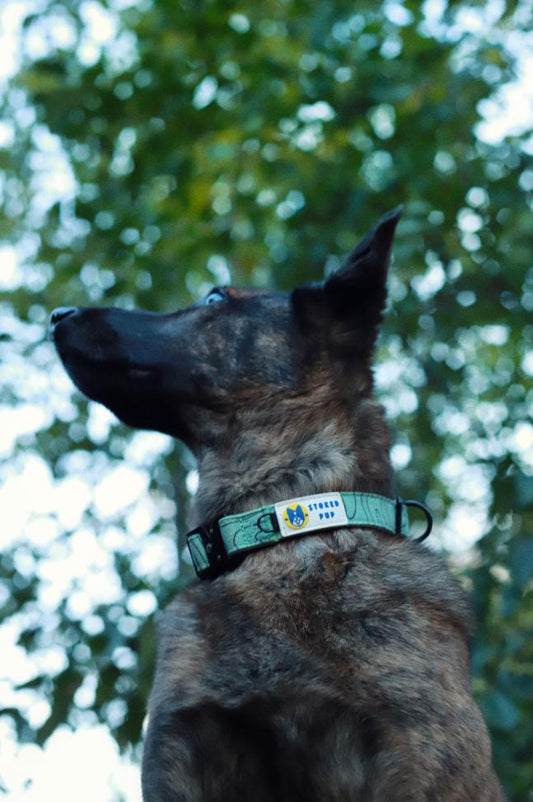 The Benefits of a Sliding D-Ring: Why Your Dog's Leash Attachment Matters